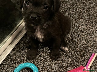 Mixed Breed dogs 1 BEAUT MALE & 1 PRINCESS FEMALE PUPPIES - Advert 2