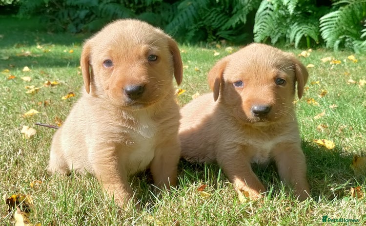Labrador Retriever dogs - Advert 2