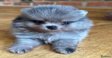 Pomeranian dogs - Advert 16