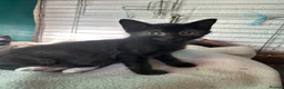 Mixed Breed cats for sale: Kittens for sale - Advert 14