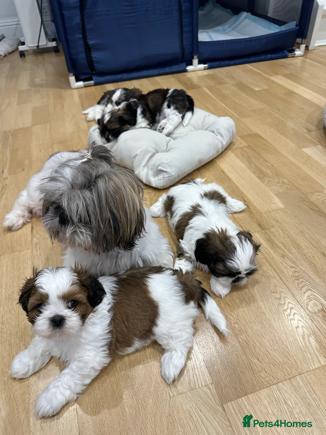 Shih Tzu dogs for sale: Shih Tzu puppies  - Advert 9