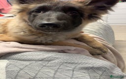 German Shepherd dogs for sale: For sale  - Image 4