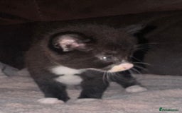 Mixed Breed cats for sale: 5 beautiful kittens mother part ragdoll - Image 9