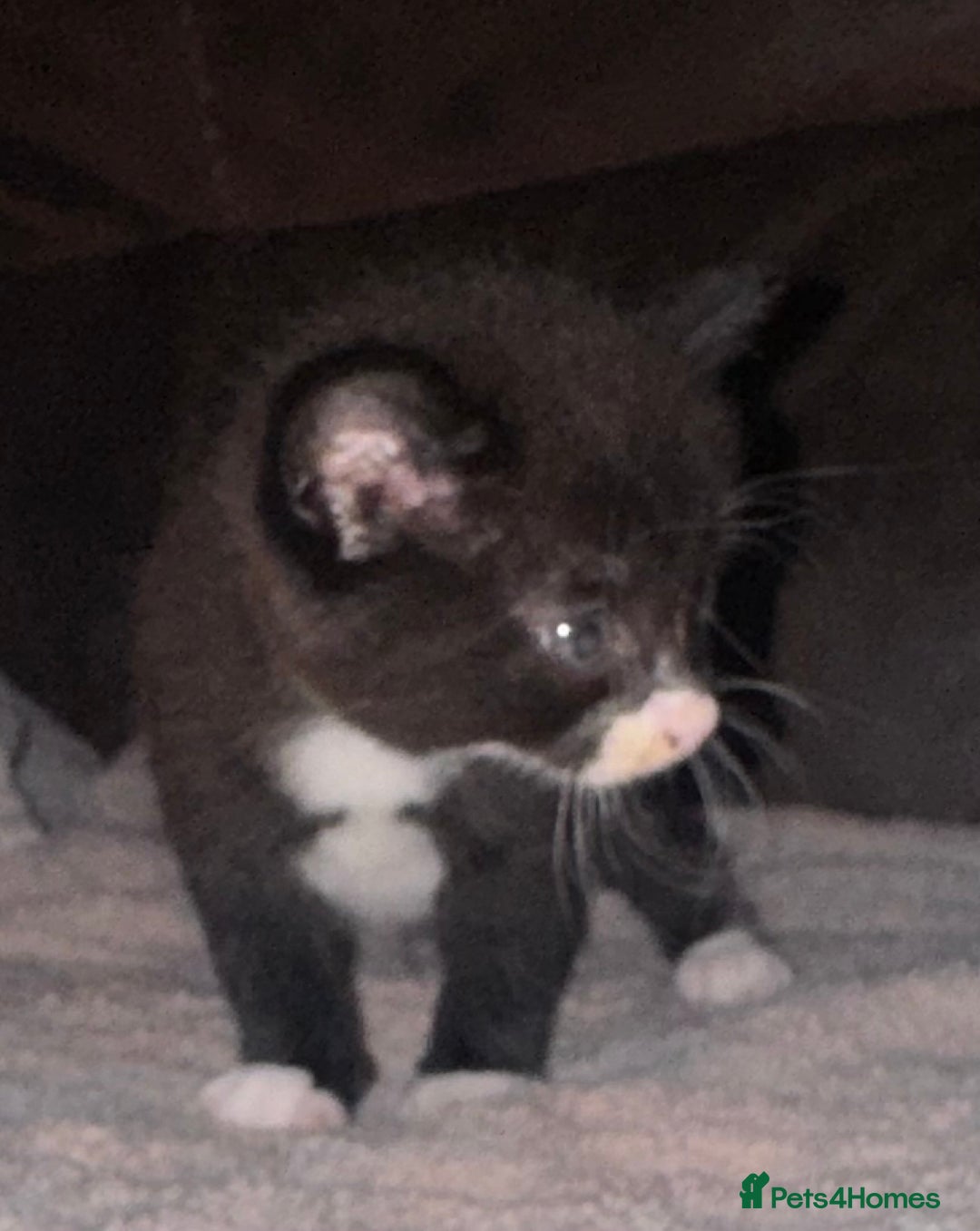 Mixed Breed cats for sale: 5 beautiful kittens mother part ragdoll - Image 9