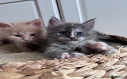 Maine Coon cats for sale: 🌟🌟Beautiful Maine Coon kittens 🌟🌟 - Image 7