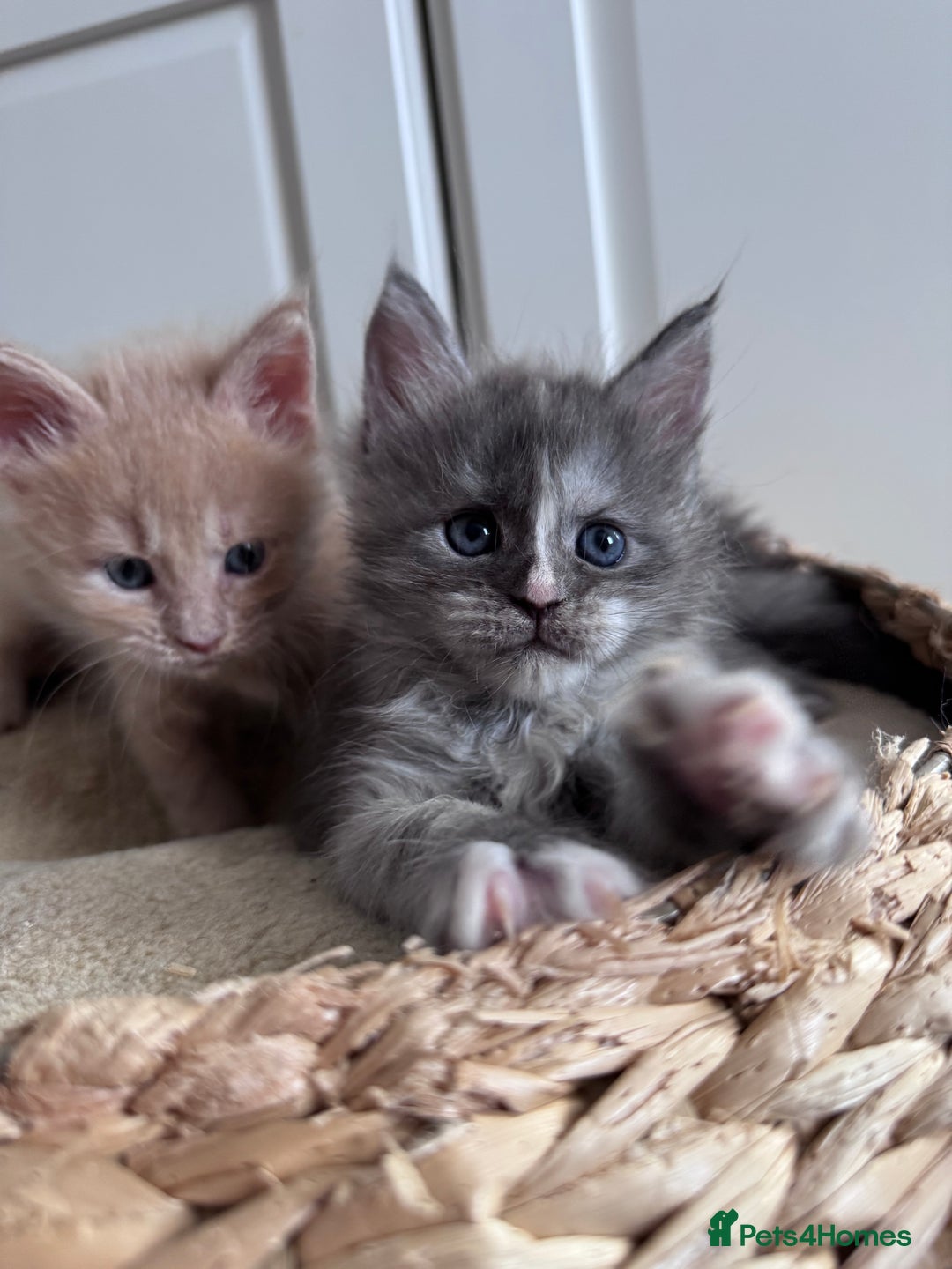Maine Coon cats for sale: 🌟🌟Beautiful Maine Coon kittens 🌟🌟 - Image 7