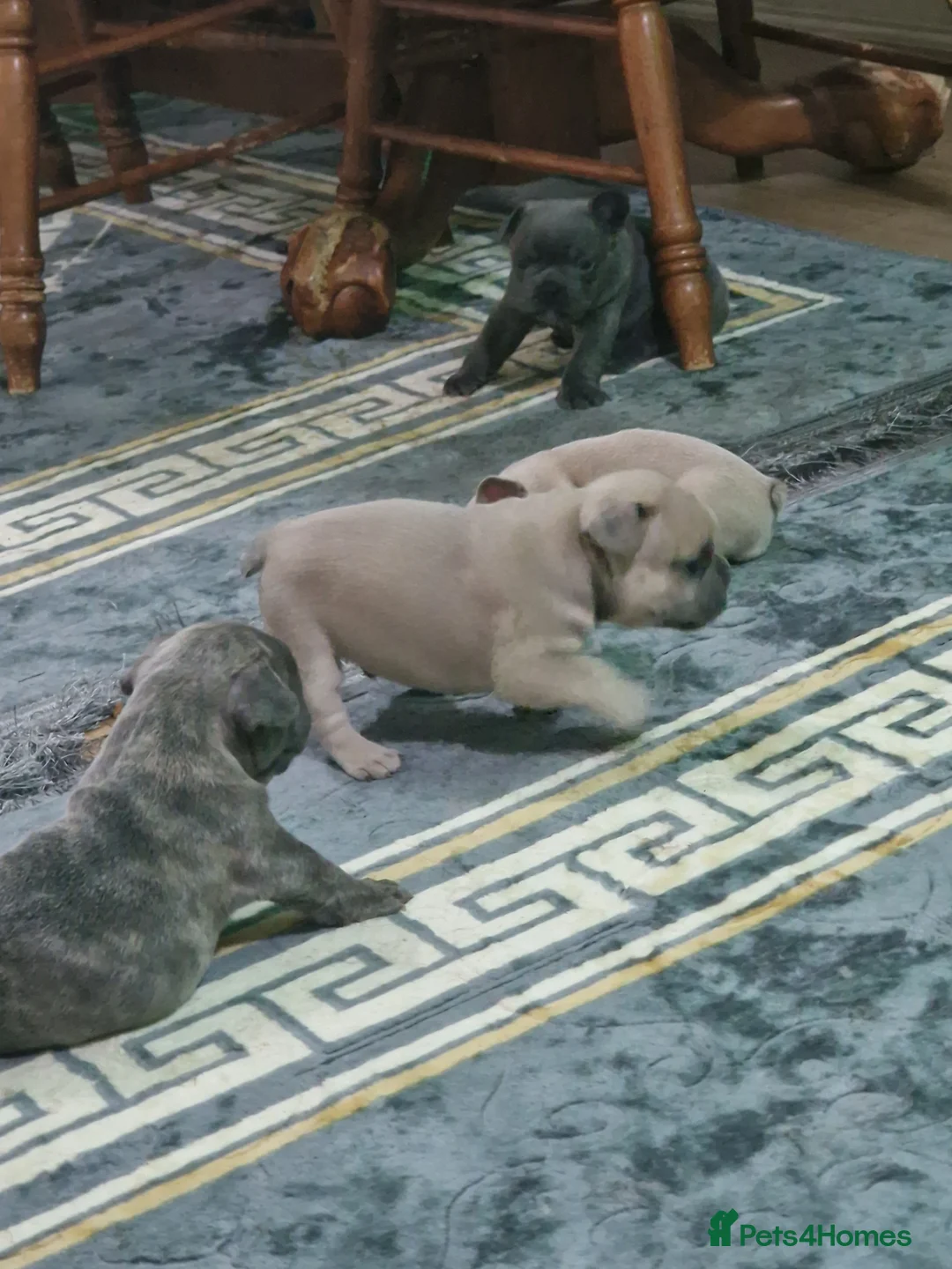 French Bulldog dogs for sale: Beautiful blue french bulldogs puppies  - Advert 14