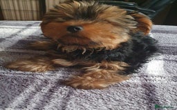 Yorkshire Terrier dogs for sale: Yorkshire terrier boys 13 weeks old - Image 12