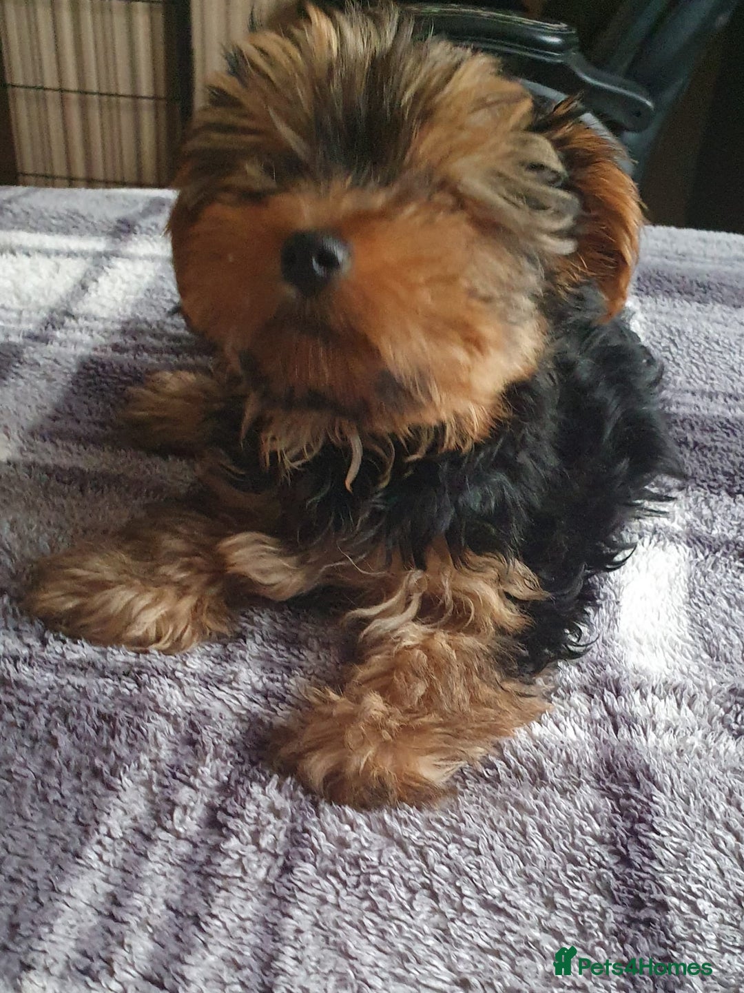 Yorkshire Terrier dogs for sale: Yorkshire terrier boys 13 weeks old - Image 12