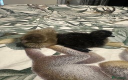Ducks poultry for sale: Runner ducklings ducks Indian runner  - Image 4