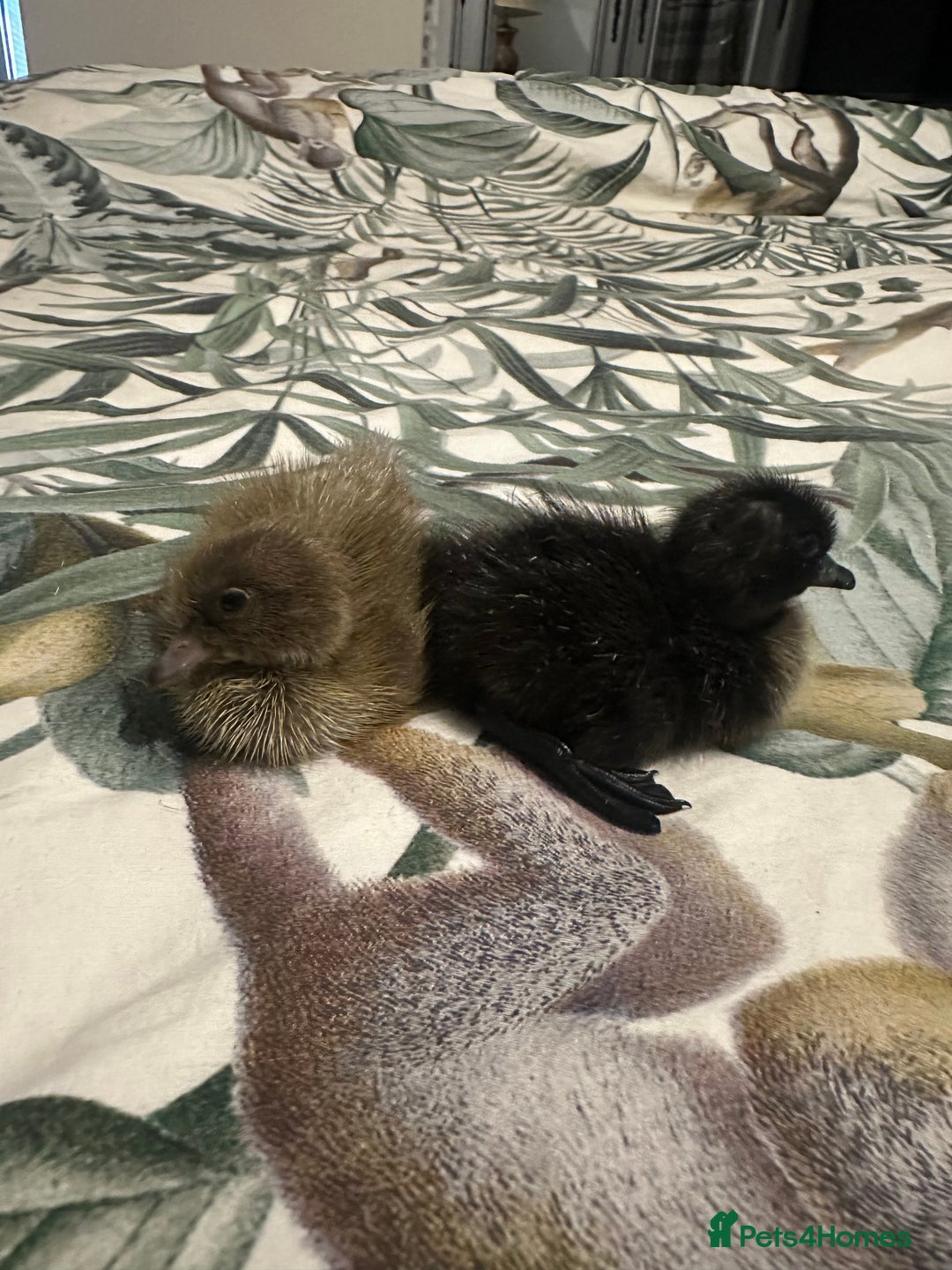Ducks poultry for sale: Runner ducklings ducks Indian runner  - Image 4
