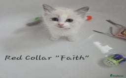 Ragdoll cats for sale: GCCF REGISTERED FULL PEDIGREE RAGDOLL KITTENS 😸  - Image 3