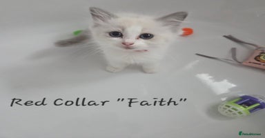 Ragdoll cats - Advert 8