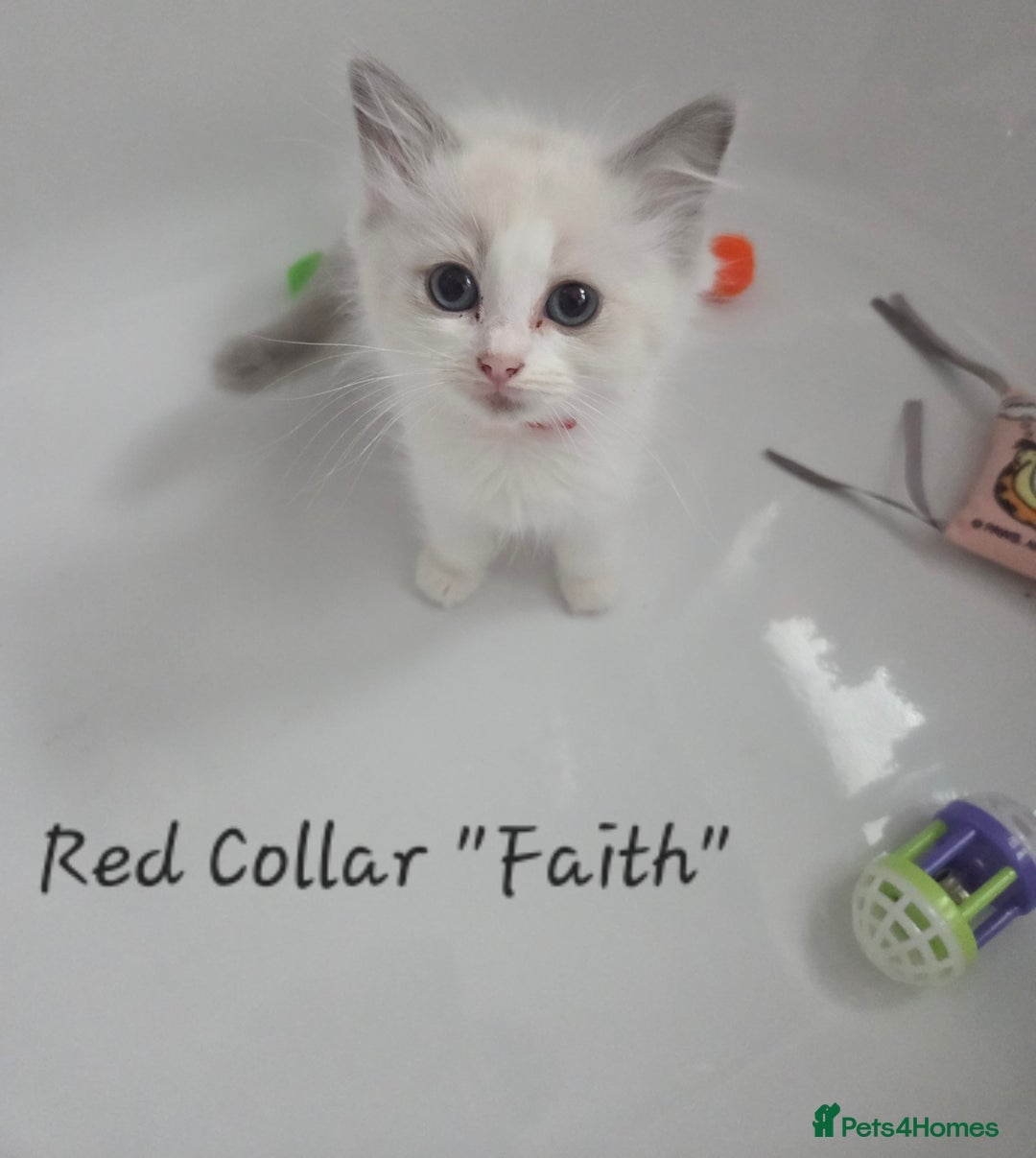Ragdoll cats for sale: GCCF REGISTERED FULL PEDIGREE RAGDOLL KITTENS 😸  - Image 3