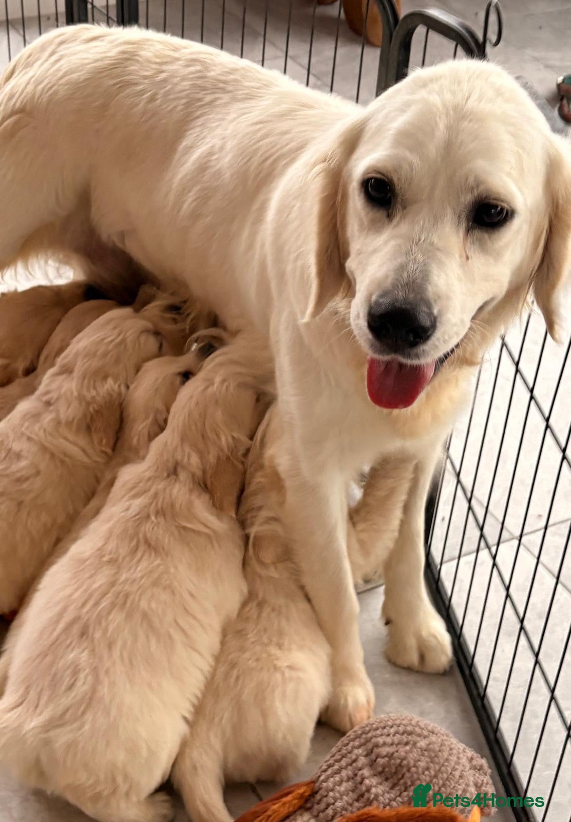 Golden Retriever dogs Kc registered Fully health tested parents  - Advert 2
