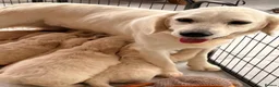 Golden Retriever dogs for sale: Kc registered Fully health tested parents  - Advert 2