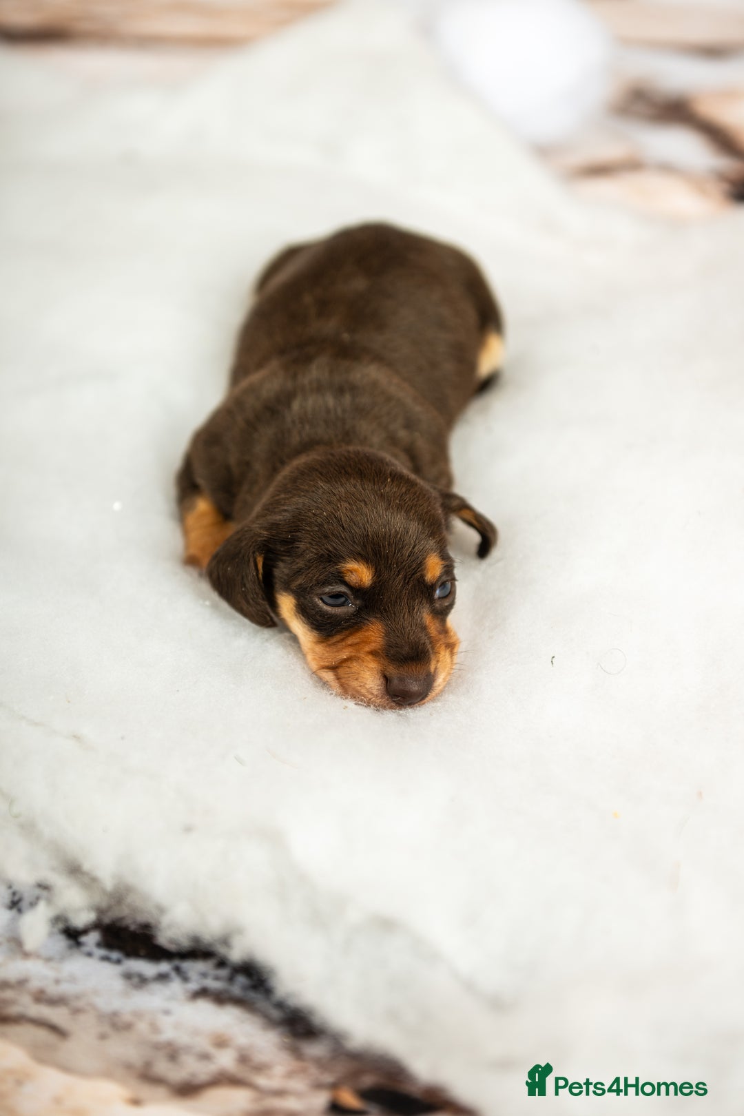 Miniature Dachshund dogs for sale: 6 KC miniature dashound puppies  - Advert 9
