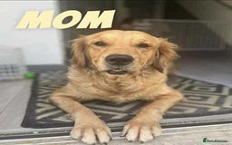 Golden Retriever dogs for sale: Golden Retriever Puppies due any day now!!! - Image 3