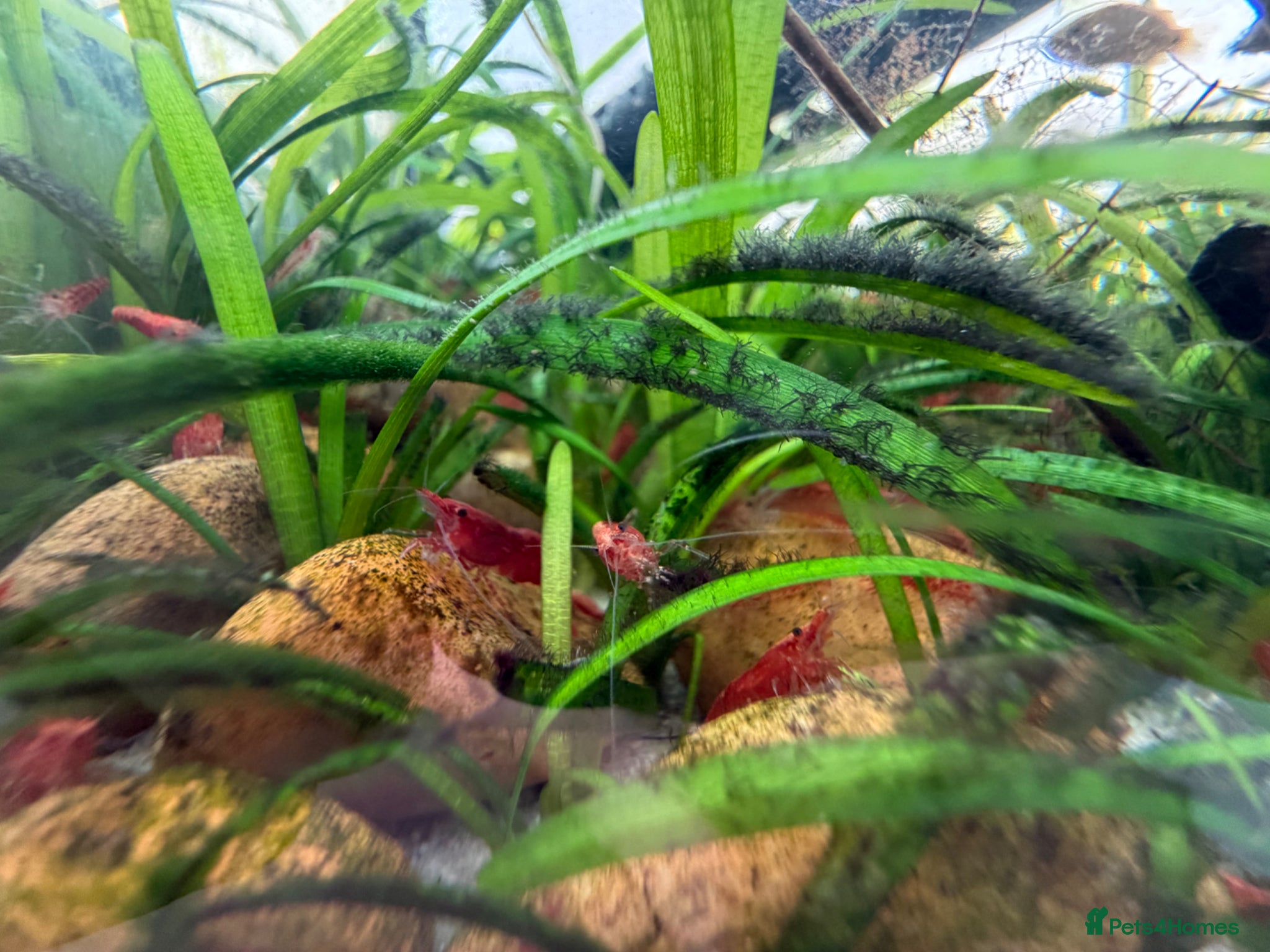 Shrimps fish Cherry Shrimp - Advert 1