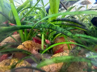 Shrimps fish Cherry Shrimp - Advert 12