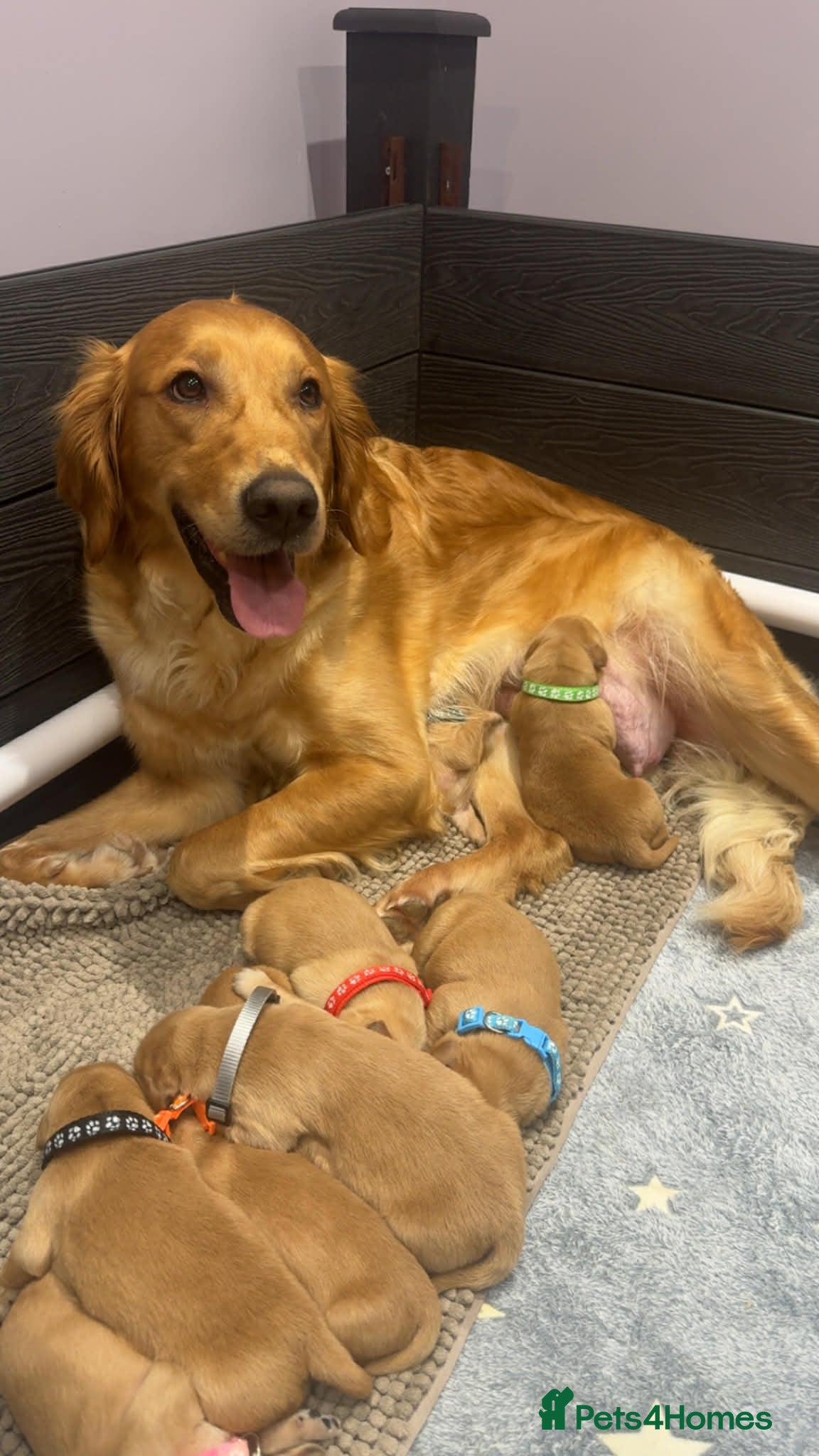 Golden Retriever dogs Stunning KC Golden Retrievers - Advert 6