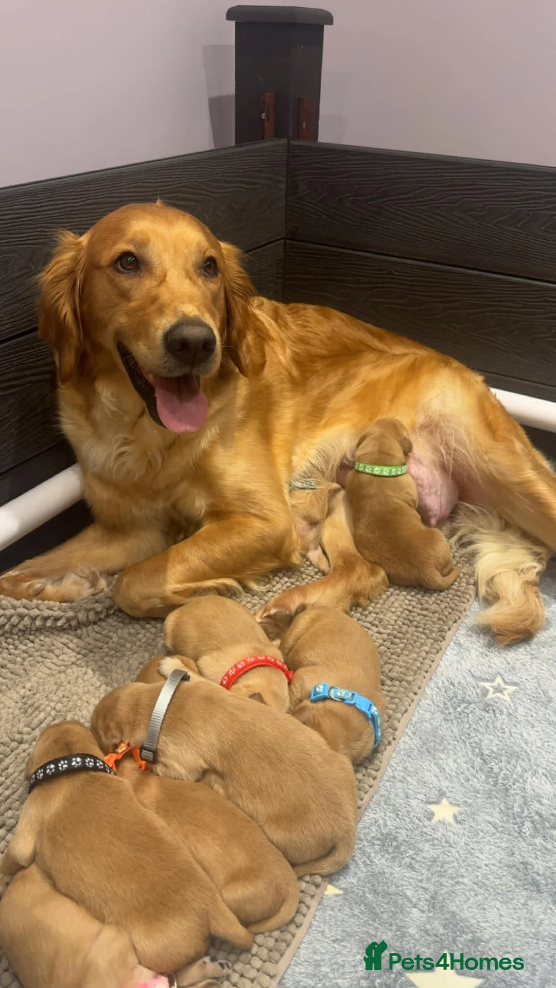 Golden Retriever dogs for sale: Stunning KC Golden Retrievers - Advert 1