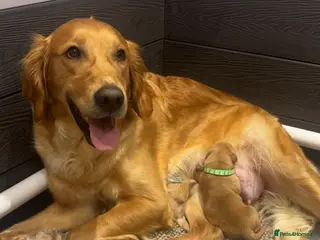 Golden Retriever dogs Stunning KC Golden Retrievers - Advert 1