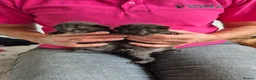 Mixed Breed cats for sale: 6 beautiful Kittens  - Advert 14