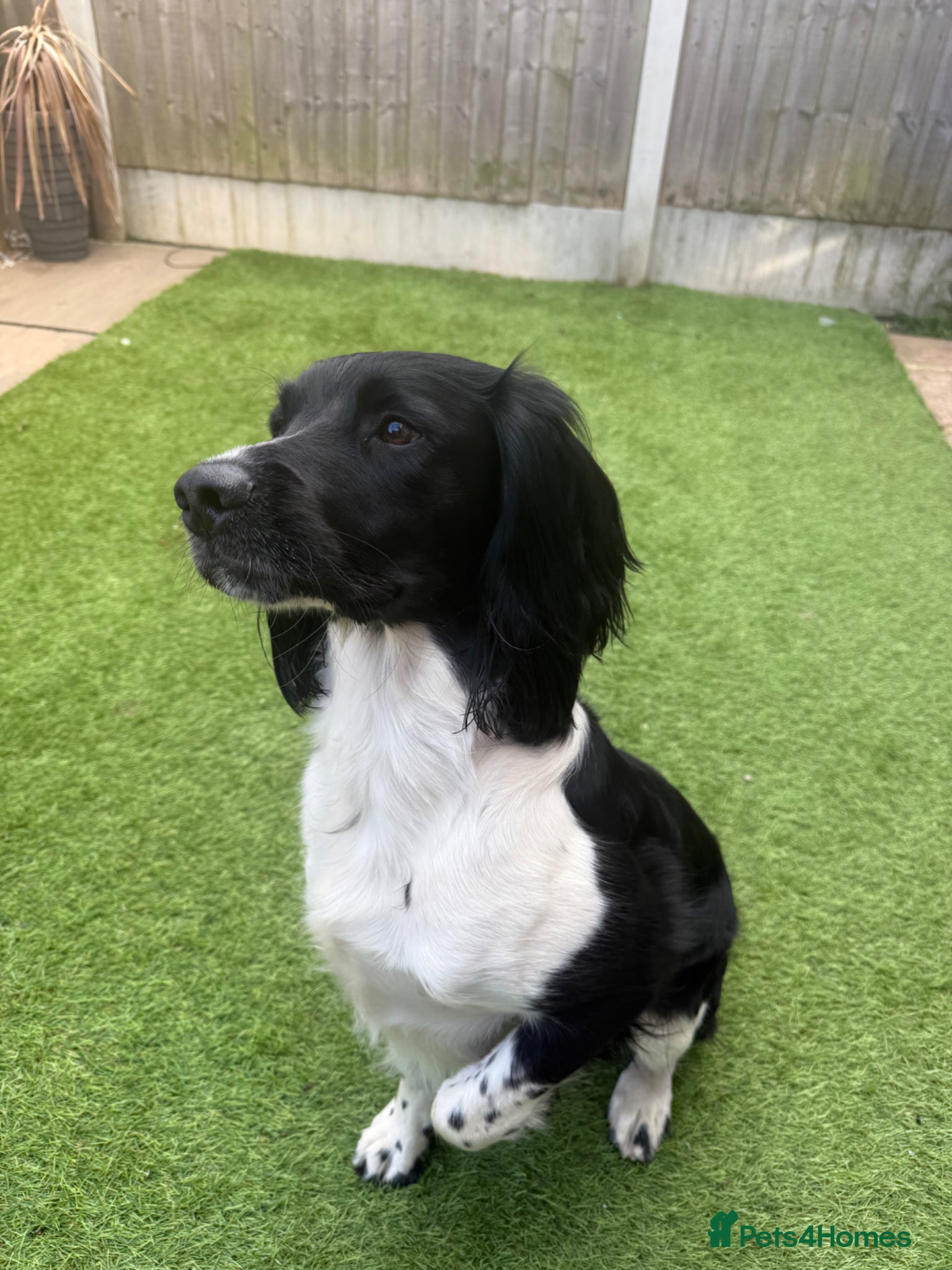 English Springer Spaniel dogs  Proven English Springer Spaniel Stud - Advert 1