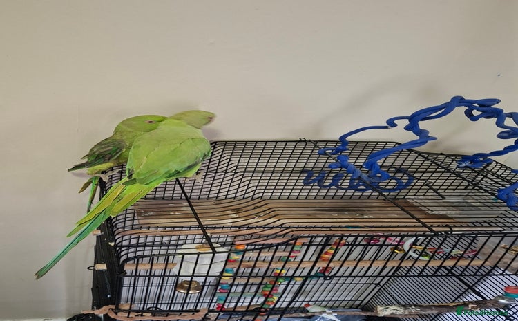Parrots birds - Advert 1