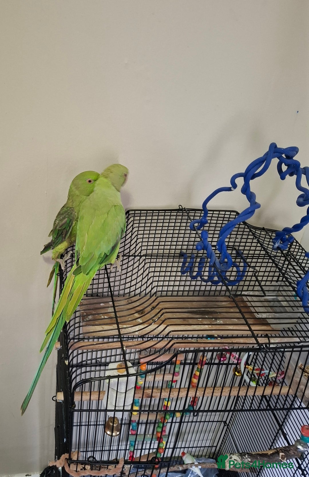 Parrots birds for sale: Ring neck  - Image 1