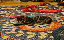 Savannah cats for sale: Beautiful Savannah cross kittens for sale - Advert 21