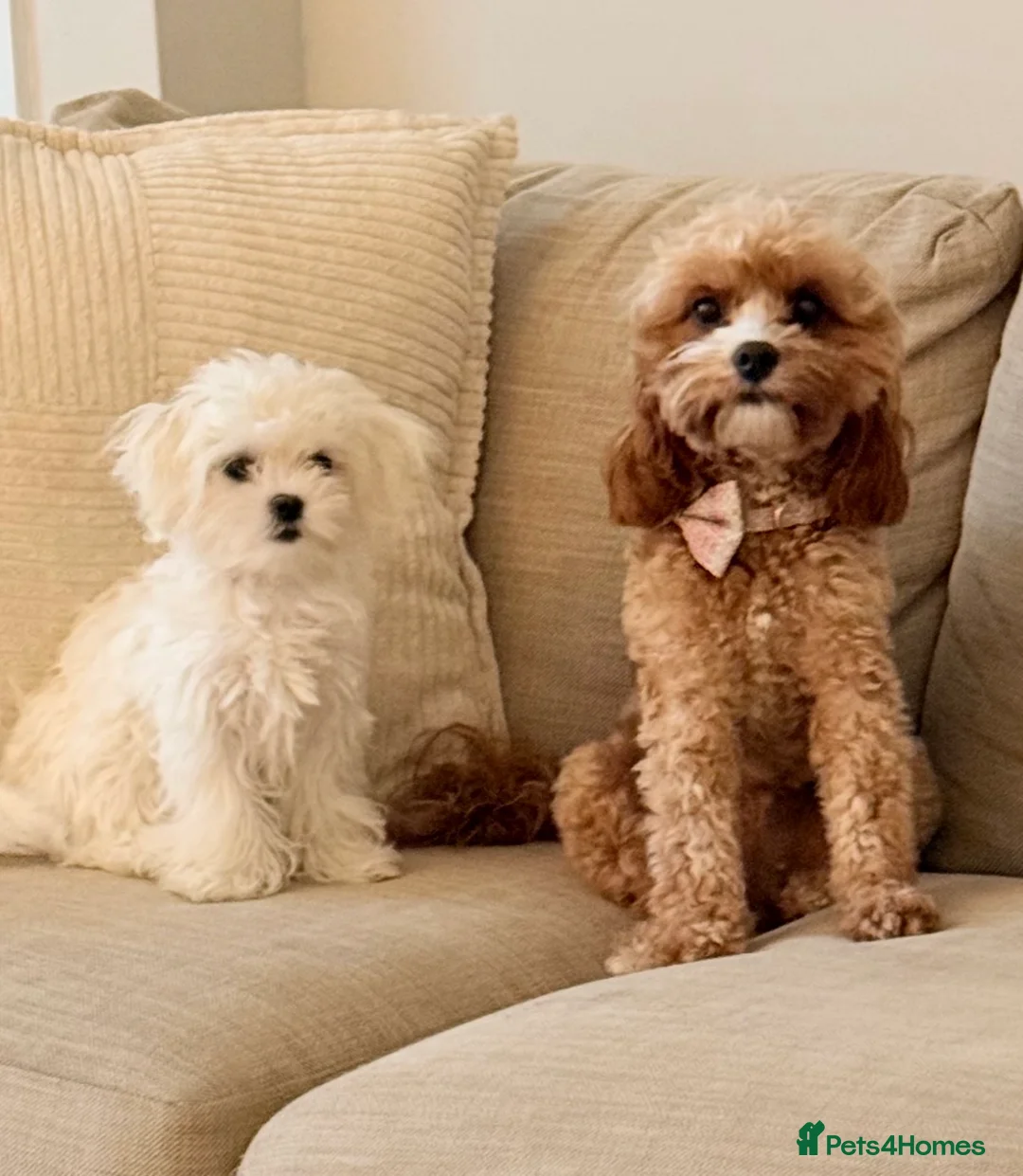 Cavapoo dogs for sale: Beautiful female f1 cavapoo female  - Advert 2
