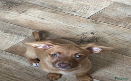 Jack Russell dogs for sale: Jack Russell Girl  - Image 4