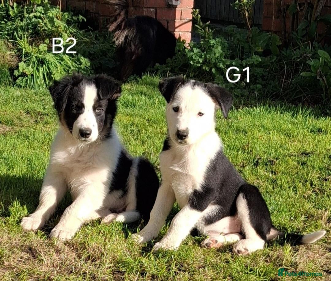 Border Collie dogs Available Now Adorable Puppies - Advert 1