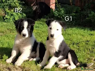 Border Collie dogs Available Now Adorable Puppies - Advert 1