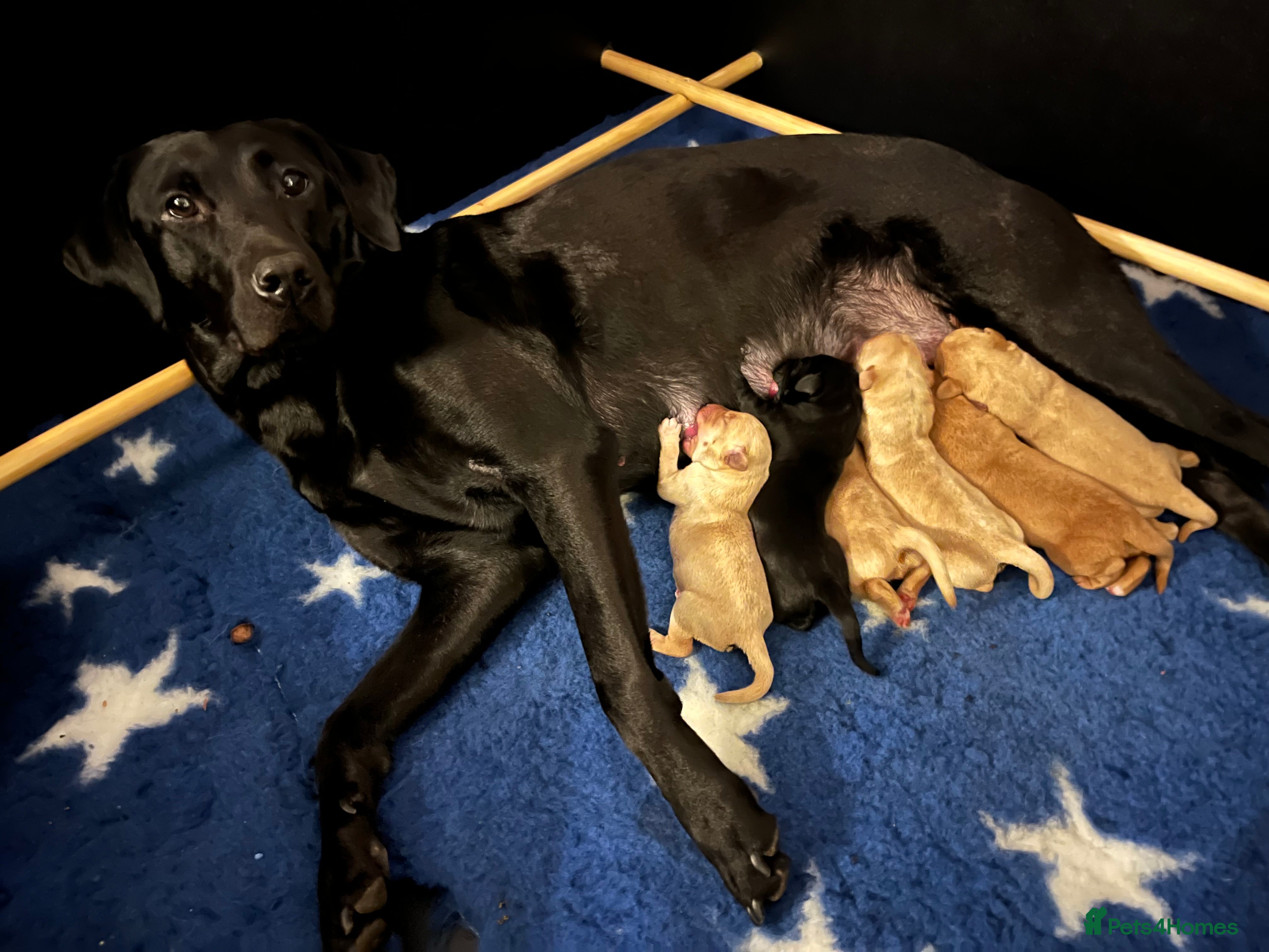 Labrador Retriever dogs Stunning kc labrador litter  - Advert 3