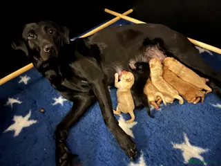 Labrador Retriever dogs Stunning kc labrador litter - Advert 2