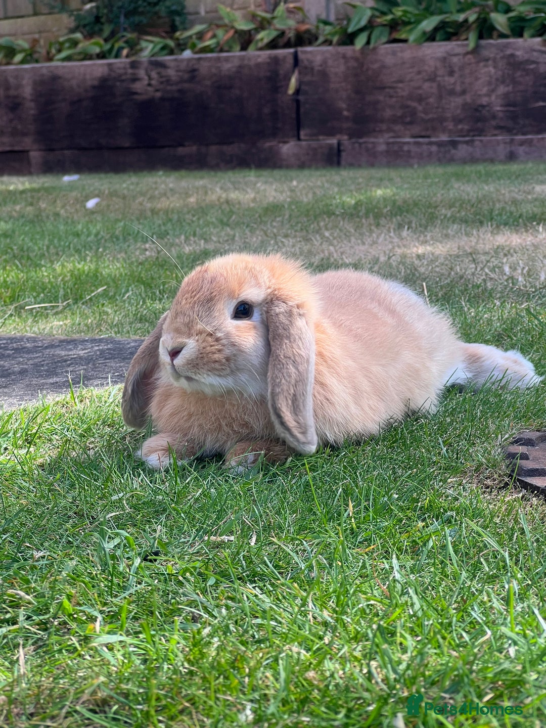 Mini Lop rabbits for sale: Mini lop rabbit  - Image 3