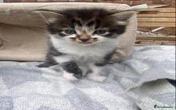 Mixed Breed cats for sale: Fluffy mixed tabby kittens  - Image 25