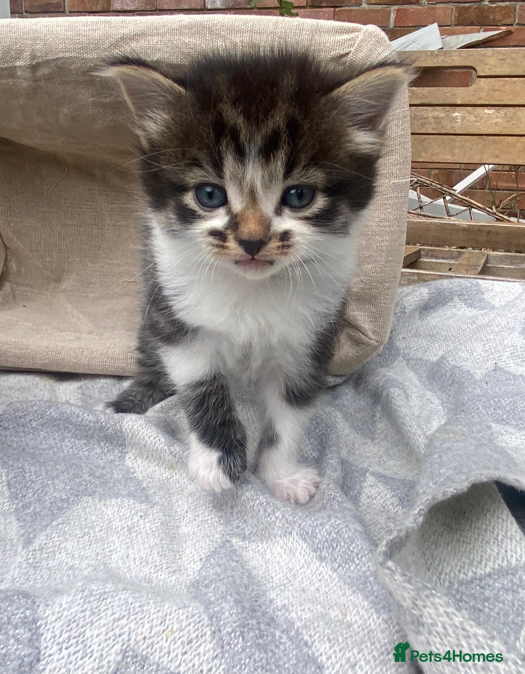 Mixed Breed cats for sale: Fluffy mixed tabby kittens  - Image 25