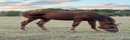 Irish Sports horses for sale: Penny  - Advert 4