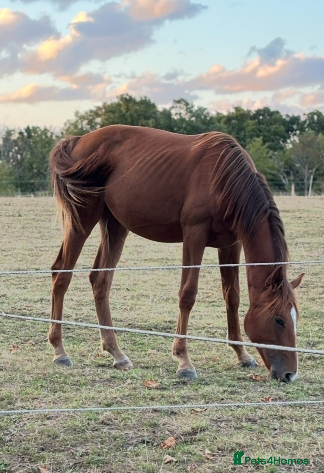 Irish Sports horses for sale: Penny  - Advert 4