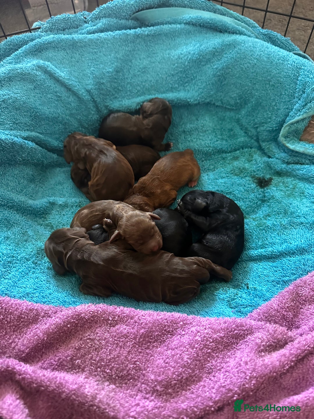 Cockapoo dogs for sale: Beautiful Cockerpoo puppies - Image 3