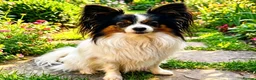 Papillon dogs for stud: Pedigree Papillon Stud Dog Available - Advert 4