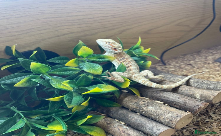 Bearded Dragon reptiles Bearded Dragon And Setup For Sale - Advert 1