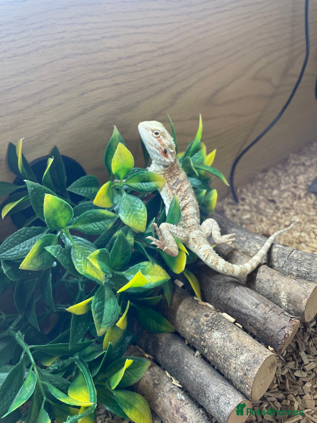 Bearded Dragon reptiles for sale: Bearded Dragon And Setup For Sale - Advert 1