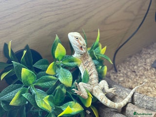 Bearded Dragon reptiles Bearded Dragon And Setup For Sale - Advert 1