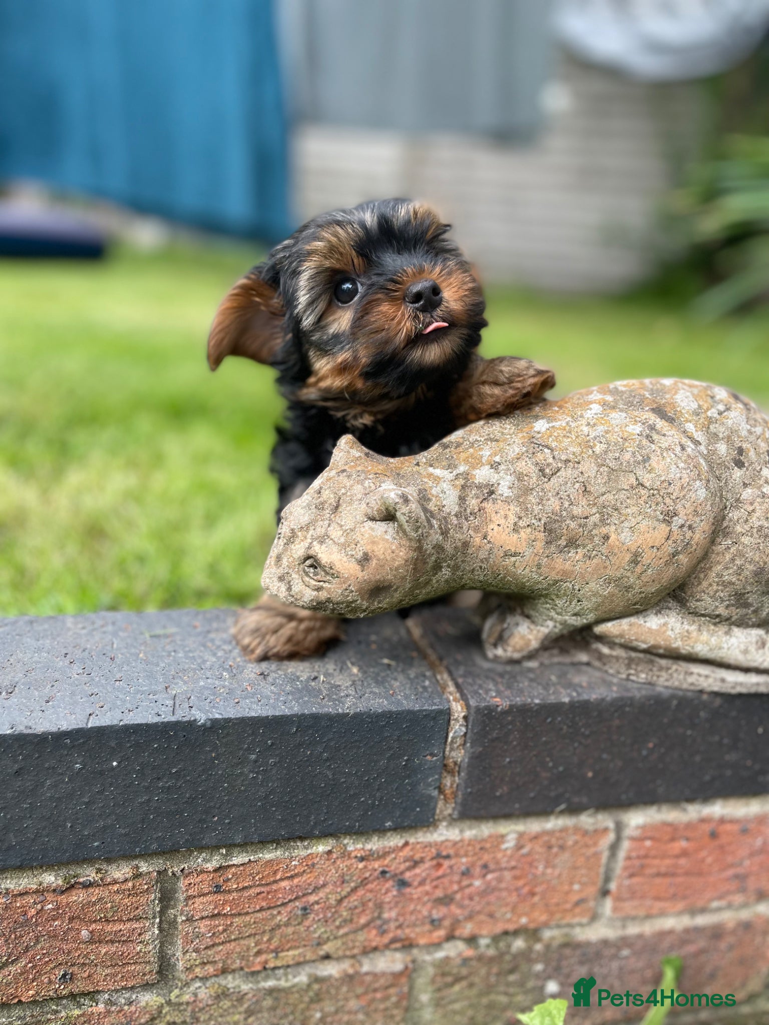 Yorkshire Terrier dogs Yorkshire Terriers for sales.  - Advert 9