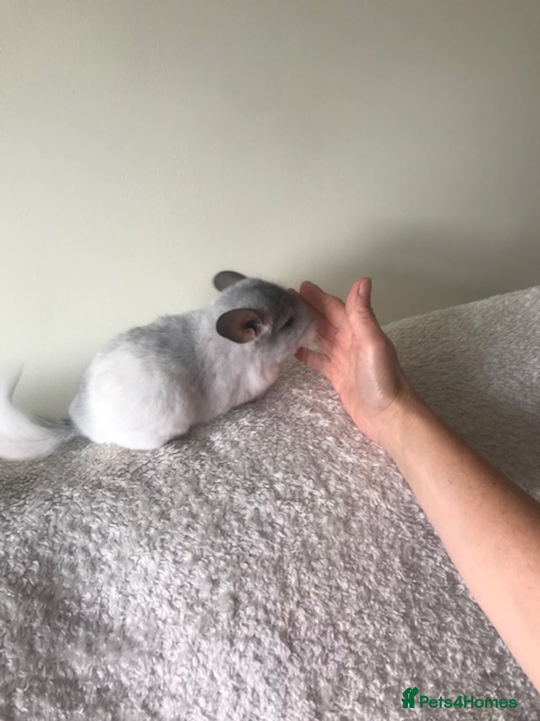 Chinchilla rodents for sale: Baby girl chinchilla - Advert 3